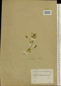 Medicago lupulina L., Eastern Europe, Moscow region (E4a) (Russia)