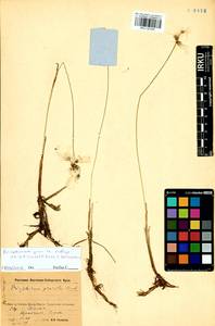 Eriophorum gracile Koch, Siberia, Baikal & Transbaikal region (S4) (Russia)