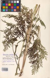 Silphiodaucus prutenicus subsp. prutenicus, Eastern Europe, Central region (E4) (Russia)