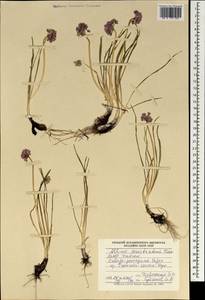 Allium prostratum Trevir., Mongolia (MONG) (Mongolia)