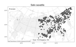 Salix saxatilis Turcz., Atlas of the Russian Flora (FLORUS) (Russia)