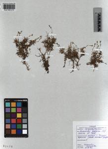 KUZ 004 213, Cherleria biflora (L.) comb. ined., Siberia, Altai & Sayany Mountains (S2) (Russia)