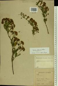 Spiraea crenata subsp. crenata, Eastern Europe, Central forest-and-steppe region (E6) (Russia)