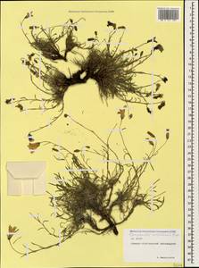 Campanula bellidifolia subsp. bellidifolia, Caucasus, North Ossetia, Ingushetia & Chechnya (K1c) (Russia)