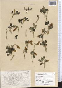 Zygophyllum lehmannianum Bunge, Middle Asia, Syr-Darian deserts & Kyzylkum (M7) (Uzbekistan)