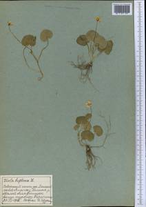 Viola biflora L., Middle Asia, Northern & Central Tian Shan (M4) (Kazakhstan)