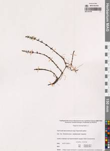 Hippuris tetraphylla L.fil., Siberia, Chukotka & Kamchatka (S7) (Russia)