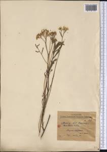 Magnoliopsida, America (AMER) (Mexico)