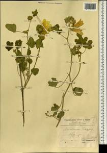 Althaea, South Asia, South Asia (Asia outside ex-Soviet states and Mongolia) (ASIA) (Iran)