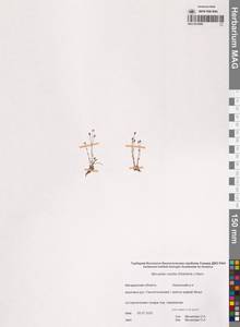 Sabulina rubella (Wahlenb.) Dillenb. & Kadereit, Siberia, Chukotka & Kamchatka (S7) (Russia)