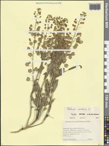 Thlaspi arvense L., Caucasus, Dagestan (K2) (Russia)