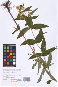 Lysimachia vulgaris L., Eastern Europe, Northern region (E1) (Russia)