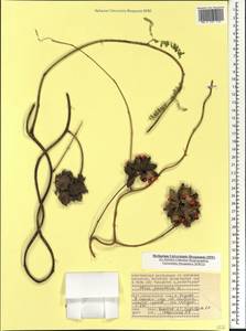 Abrus precatorius L., Africa (AFR) (Seychelles)