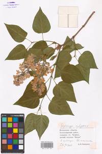 Syringa vulgaris L., Eastern Europe, Moscow region (E4a) (Russia)