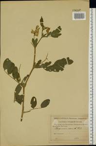 Astragalus glycyphyllos L., Eastern Europe, Lower Volga region (E9) (Russia)