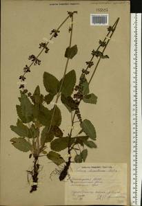 Salvia dumetorum Andrz. ex Besser, Eastern Europe, Eastern region (E10) (Russia)