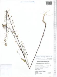 Camelina microcarpa Andrz. ex DC., Middle Asia, Northern & Central Tian Shan (M4) (Kyrgyzstan)