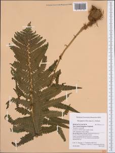 Dryopteris filix-mas (L.) Schott, Western Europe (EUR) (United Kingdom)