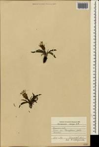 Pseudopodospermum crispatulum (DC.) Zaika, Sukhor. & N. Kilian, Crimea (KRYM) (Russia)