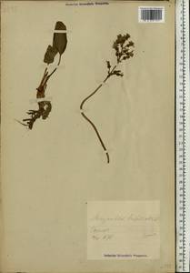 Menyanthes trifoliata L., Eastern Europe, Estonia (E2c) (Estonia)