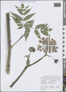 Angelica genuflexa Nutt., Siberia, Chukotka & Kamchatka (S7) (Russia)