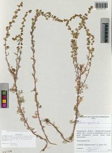 Artemisia rupestris L., Siberia, Altai & Sayany Mountains (S2) (Russia)