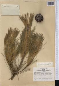 Pinus densiflora Siebold & Zucc., America (AMER) (United States)