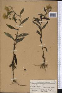 Inula japonica Thunb., Siberia, Russian Far East (S6) (Russia)