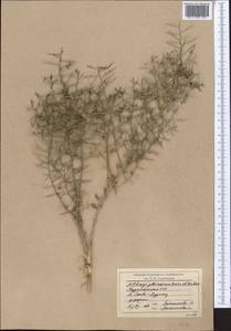 Alhagi pseudalhagi subsp. persarum (Boiss. & Buhse) Takht., Middle Asia, Karakum (M6) (Turkmenistan)