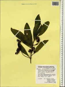 Acacia auriculiformis A.Cunn. ex Benth., South Asia, South Asia (Asia outside ex-Soviet states and Mongolia) (ASIA) (Thailand)