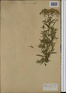 Achillea distans subsp. stricta (Schleich. ex Gremli) Janch., Western Europe (EUR) (Not classified)
