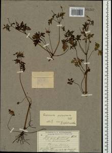 Geranium purpureum Vill., Crimea (KRYM) (Russia)