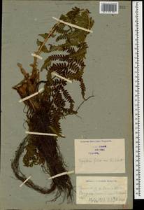 Dryopteris filix-mas (L.) Schott, Caucasus, Georgia (K4) (Georgia)