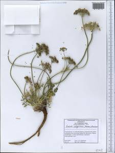 Libanotis calycina Korov., Middle Asia, Western Tian Shan & Karatau (M3) (Tajikistan)