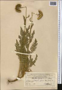 Achillea filipendulina Lam., Middle Asia, Western Tian Shan & Karatau (M3) (Kazakhstan)