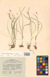 Carex anthoxanthea J.Presl & C.Presl, Siberia, Russian Far East (S6) (Russia)