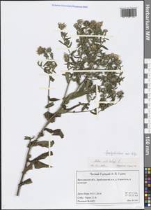 Symphyotrichum novi-belgii (L.) G. L. Nesom, Eastern Europe, Central forest region (E5) (Russia)