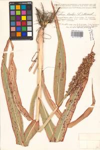 Sorghum bicolor (L.) Moench, Eastern Europe, Lower Volga region (E9) (Russia)