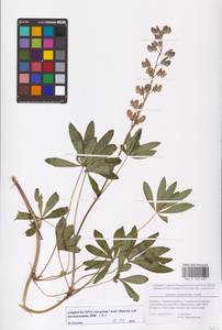Lupinus polyphyllus Lindl., Eastern Europe, Belarus (E3a) (Belarus)