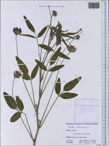 Bituminaria bituminosa (L.)C.H.Stirt., Western Europe (EUR) (Greece)