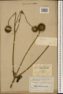 Dipsacus strigosus Willd., Caucasus (no precise locality) (K0)