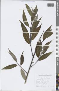 Salix × rubens Schrank, Eastern Europe, Central region (E4) (Russia)