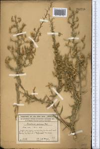 Convolvulus fruticosus Pall., Middle Asia, Syr-Darian deserts & Kyzylkum (M7) (Kazakhstan)
