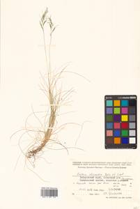 Festuca auriculata Drobow, Siberia, Russian Far East (S6) (Russia)