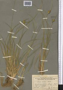 Carex oederi var. oederi, Middle Asia, Pamir & Pamiro-Alai (M2) (Tajikistan)