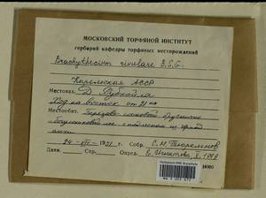 Brachythecium rivulare Schimp., Bryophytes, Bryophytes - Karelia, Leningrad & Murmansk Oblasts (B4) (Russia)