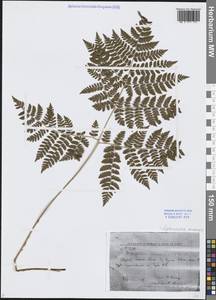 Dryopteris amurensis (Milde) Christ, Siberia, Russian Far East (S6) (Russia)