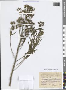 Euphorbia virgata Waldst. & Kit., Eastern Europe, North-Western region (E2) (Russia)