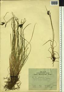 Carex eleusinoides Turcz. ex Kunth, Siberia, Russian Far East (S6) (Russia)