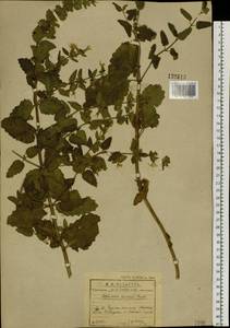 Nepeta lophanthus (L.) Fisch. ex Loew, Siberia, Baikal & Transbaikal region (S4) (Russia)